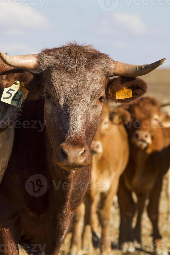 bruine koeien op dor land foto