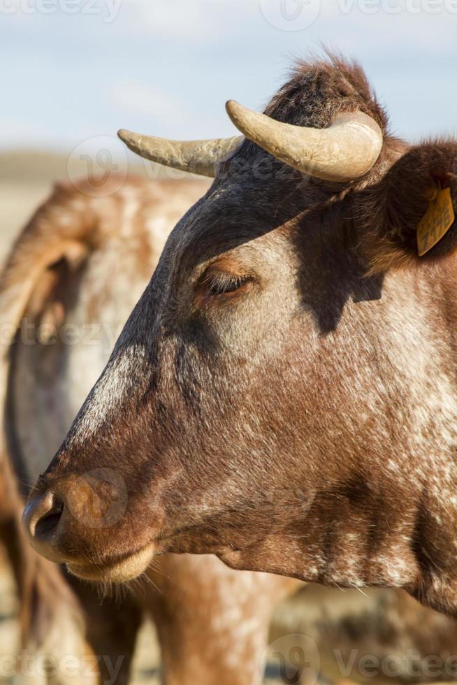 bruine koeien op dor land foto