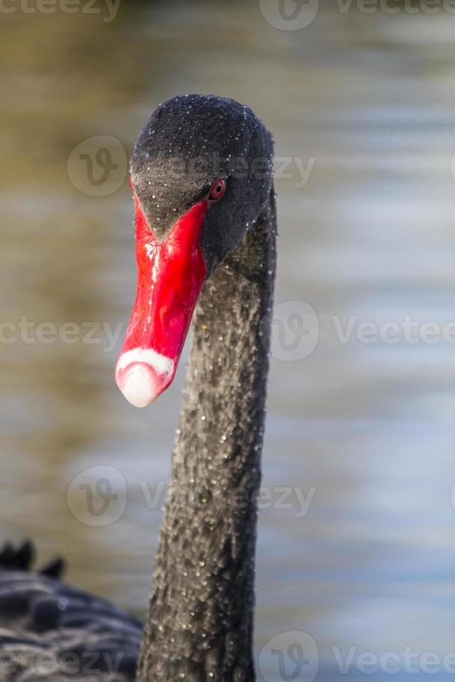 zwarte zwaan, cygnus atratus foto