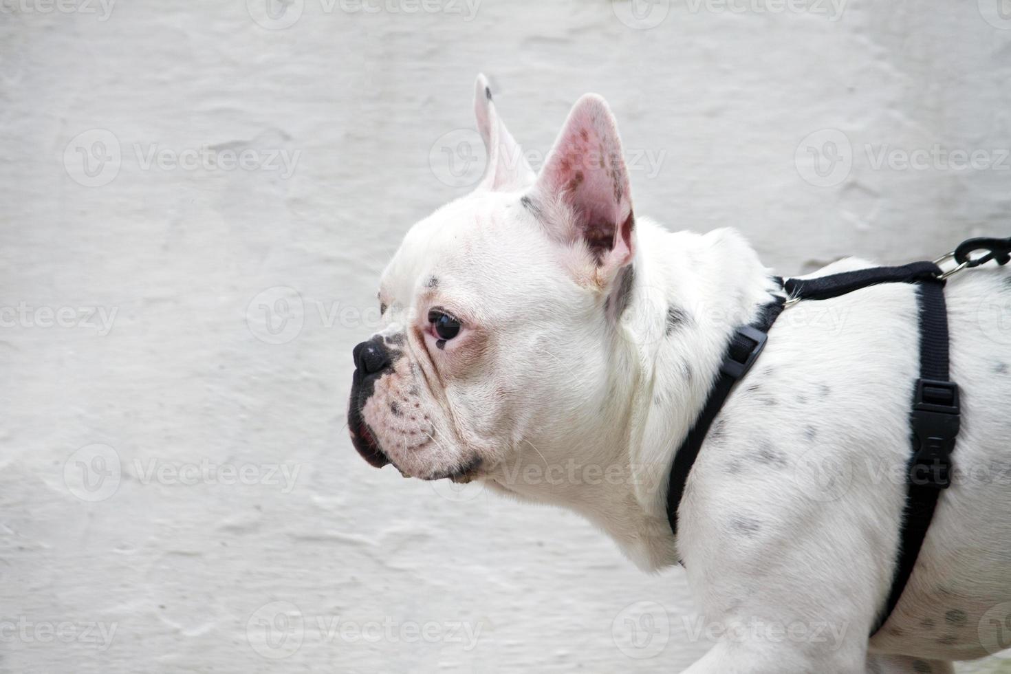 franse bulldog close-up foto