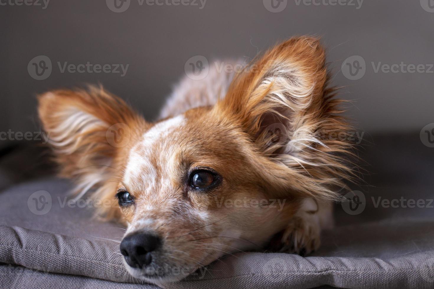 kleine schattige hond op het bed foto