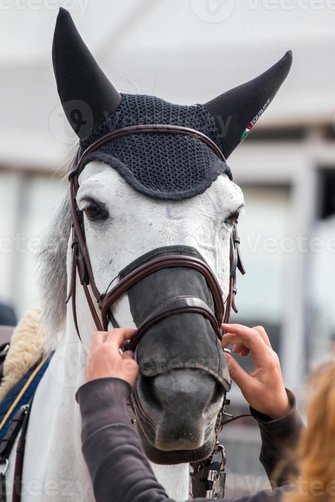 springend paardenhoofd foto