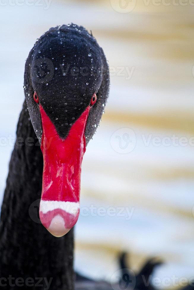 zwarte zwaan, cygnus atratus foto