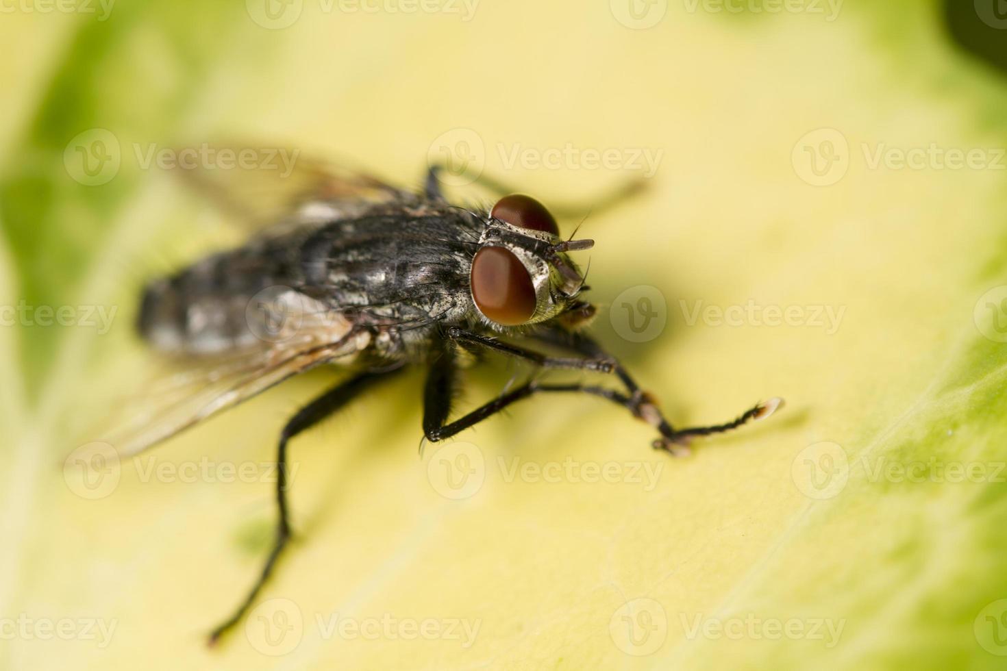 gewone vlieg insect foto