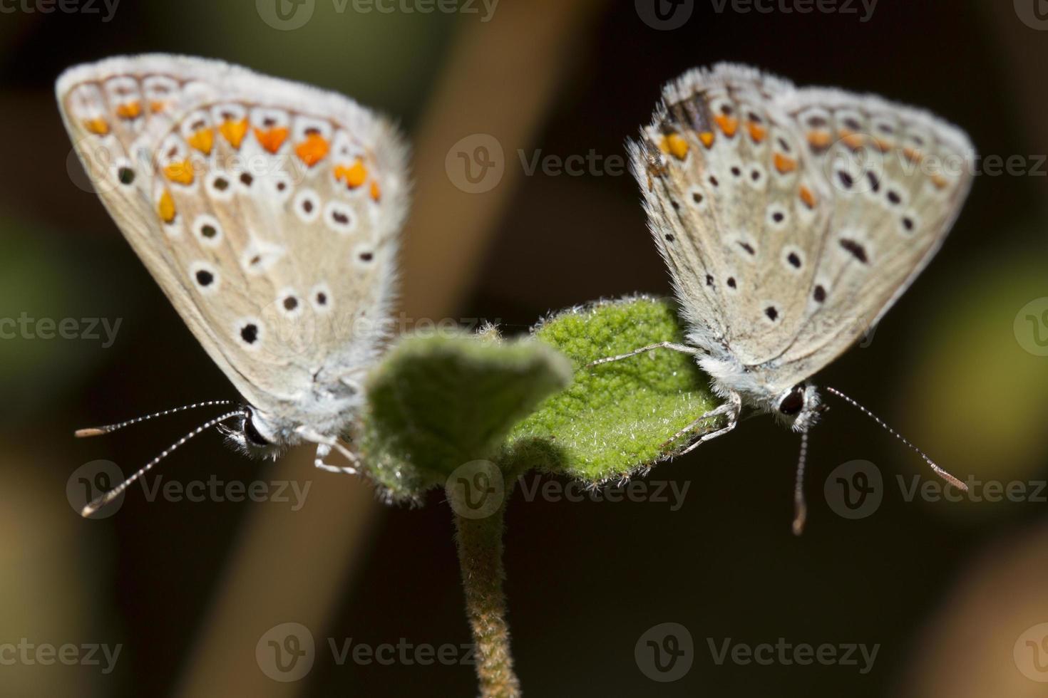 zuidelijke bruine argus foto