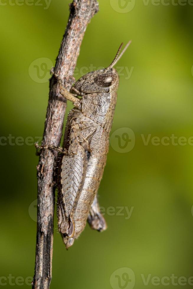 macroschot van een bruin sprinkhaaninsect foto