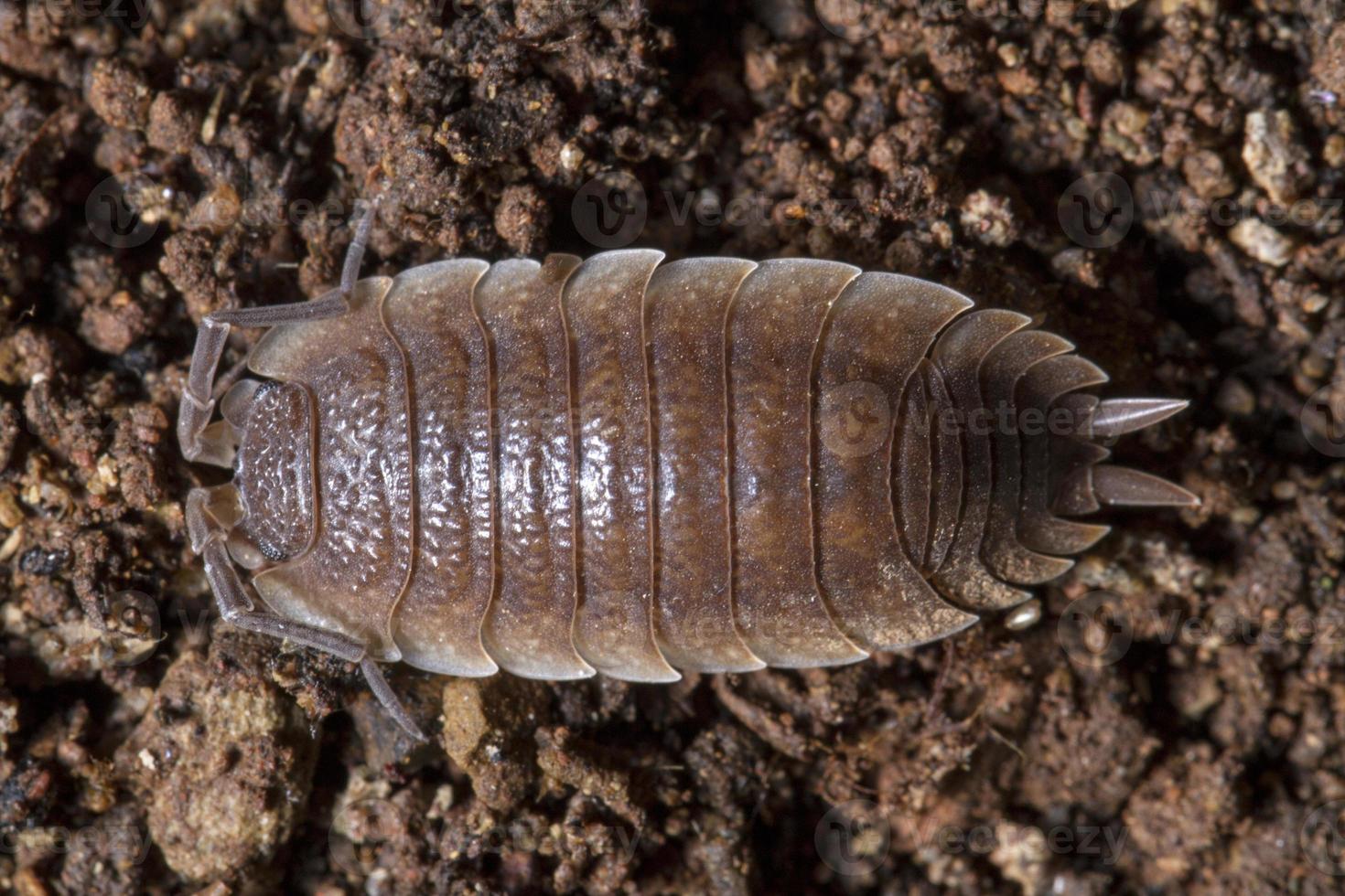 pillbug op het vuil foto