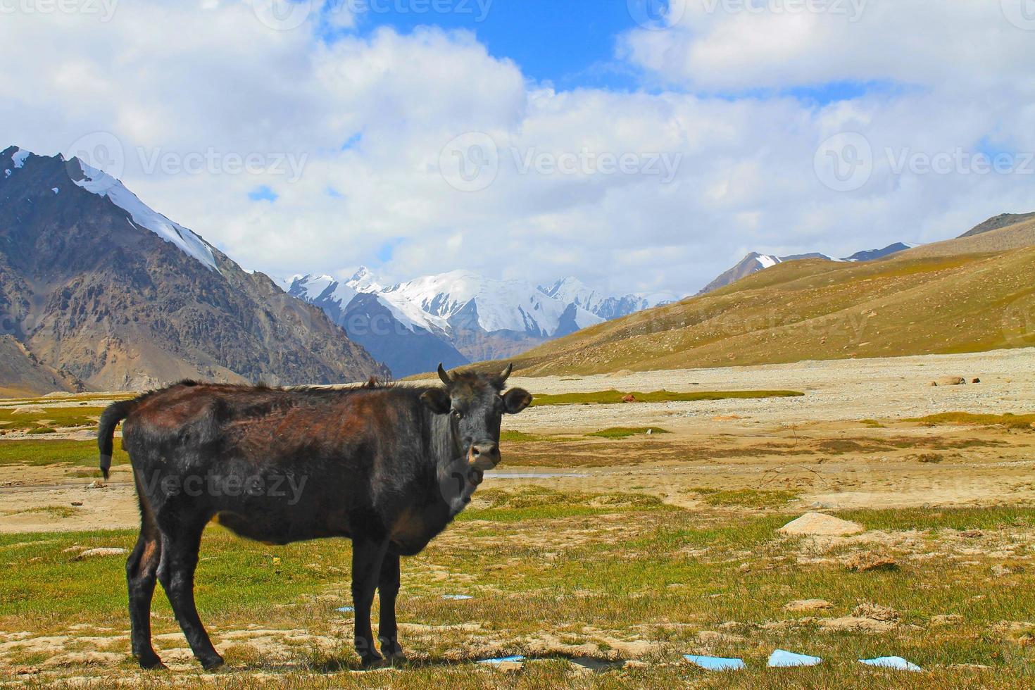 zwarte koe zijaanzicht china pakistan grens landschap karakoram bergen uitzicht foto