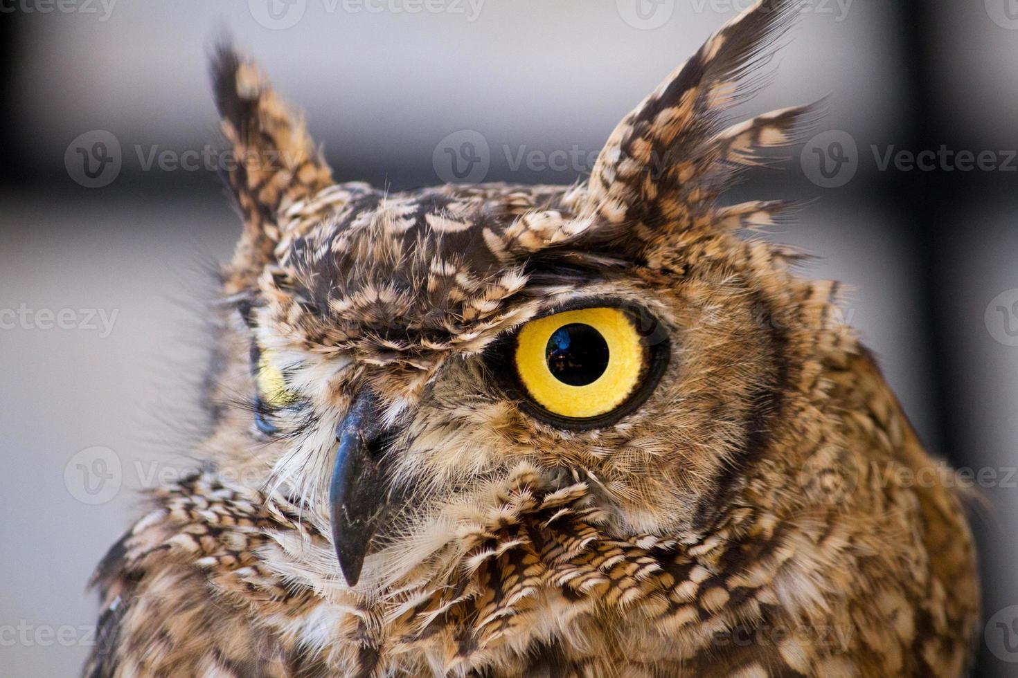 gevlekte oehoe, bubo africanus foto