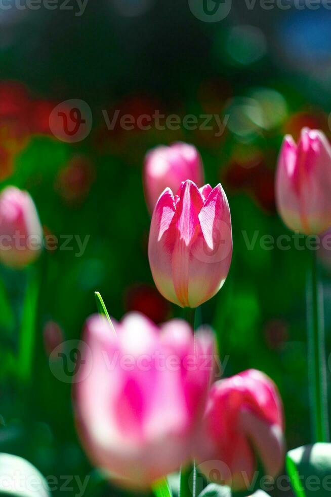 tulpen. een bolvormig voorjaarsbloeiend fabriek van de lelie familie, met stoutmoedig gekleurde bekervormig bloemen. foto