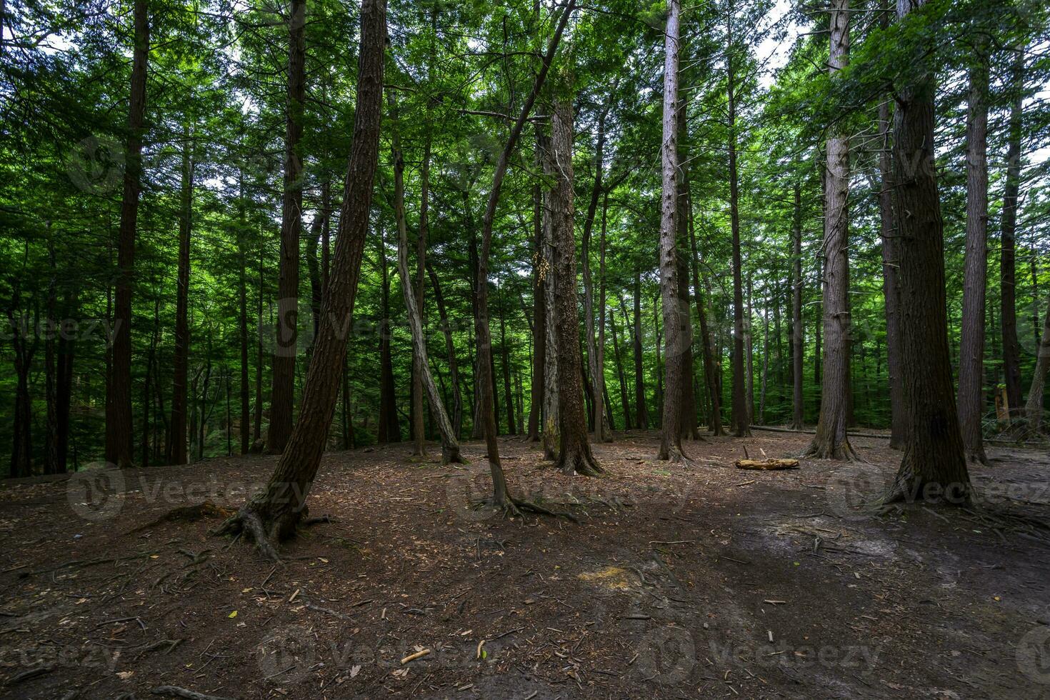 kastanje nok park eeuwig vlam valt foto