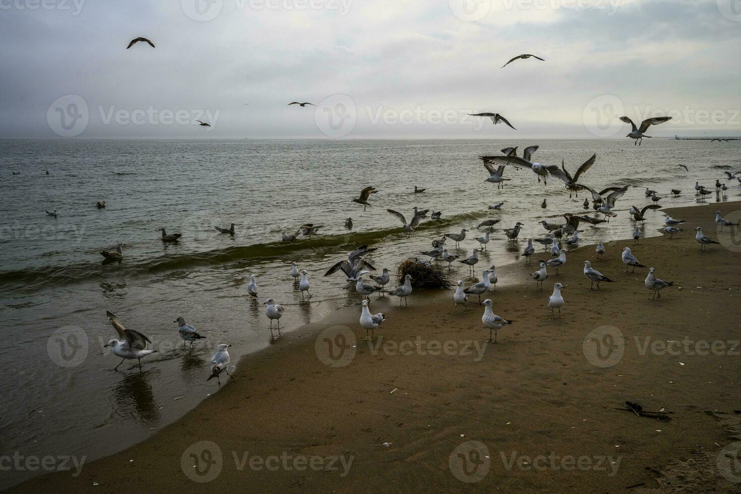 voorjaar Aan een strand foto