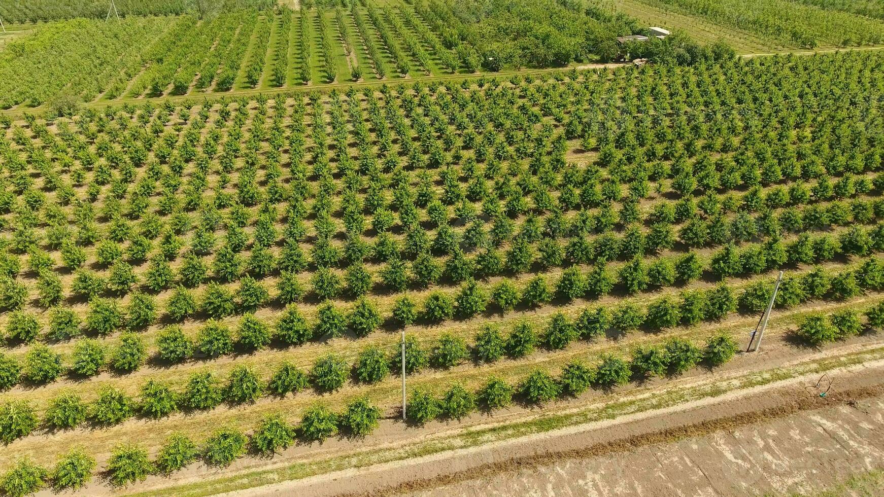 jong bomen kers tuin. bomen van zoet kers met groen bladeren. foto