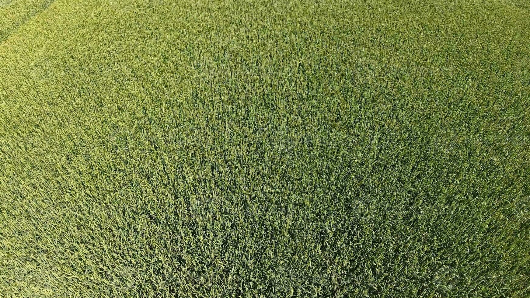 groen tarwe in de veld, top visie met een drone. structuur van tarwe groen achtergrond. foto