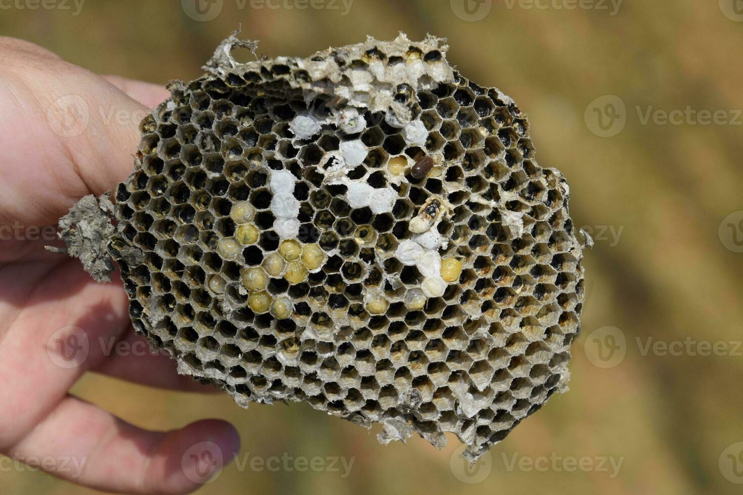 zo van de nest van wespen. vernietigd horzel nest. foto