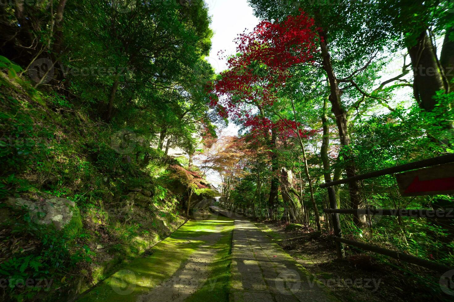 rood bladeren Bij kasagiyama momiji park in Kyoto in herfst breed schot foto