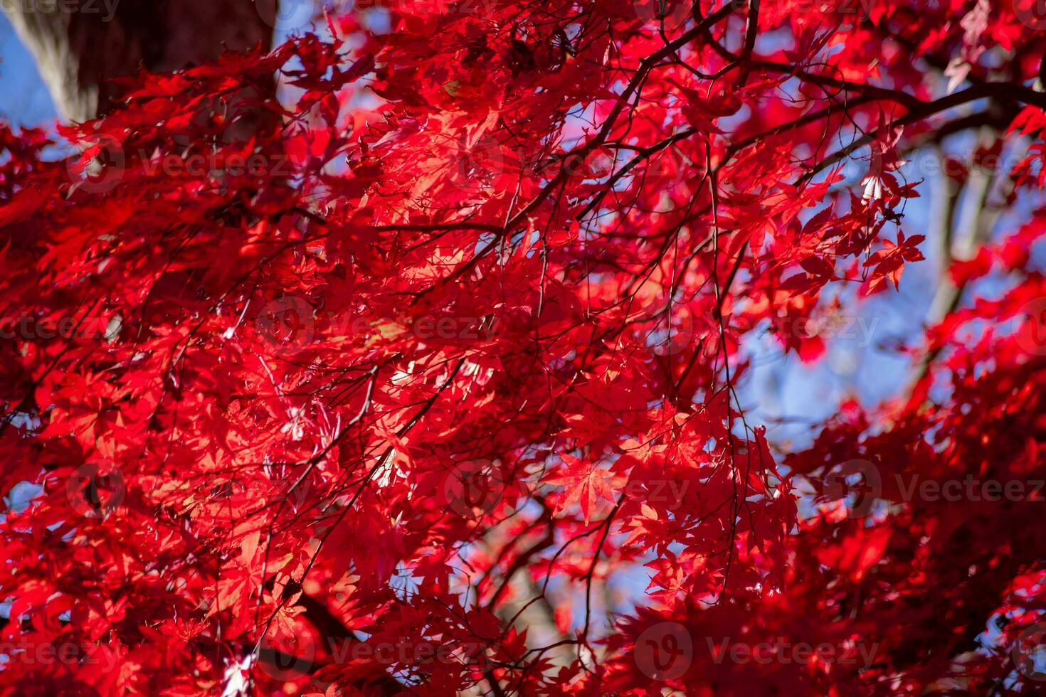 rood bladeren Bij kasagiyama momiji park in Kyoto in herfst teleschot schot foto