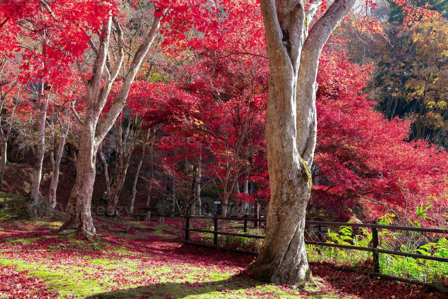 rood bladeren Bij kasagiyama momiji park in Kyoto in herfst teleschot schot foto