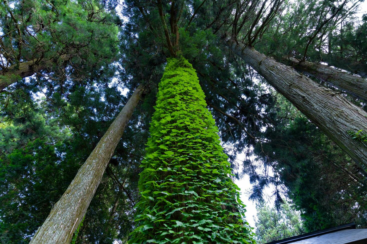 een mooi hoog ceder boom Bij de platteland in Japan laag hoek foto
