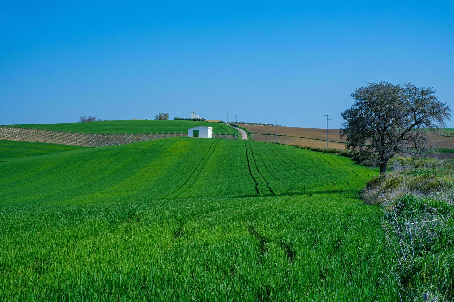 landelijke landbouwgrond met witte schuur foto