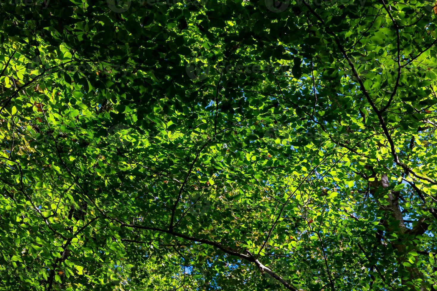 groen bladeren Aan de bomen in vol kader visie. koolstof netto nul achtergrond foto