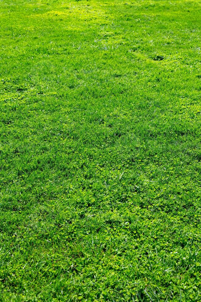 weide of veld- of werf achtergrond foto. groen grassen in verticaal visie foto