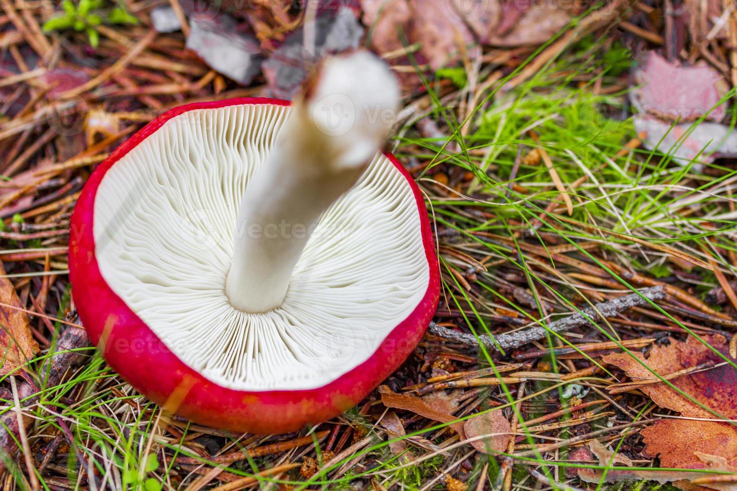 rode paddenstoelvliegenzwam in het bos noorwegen foto