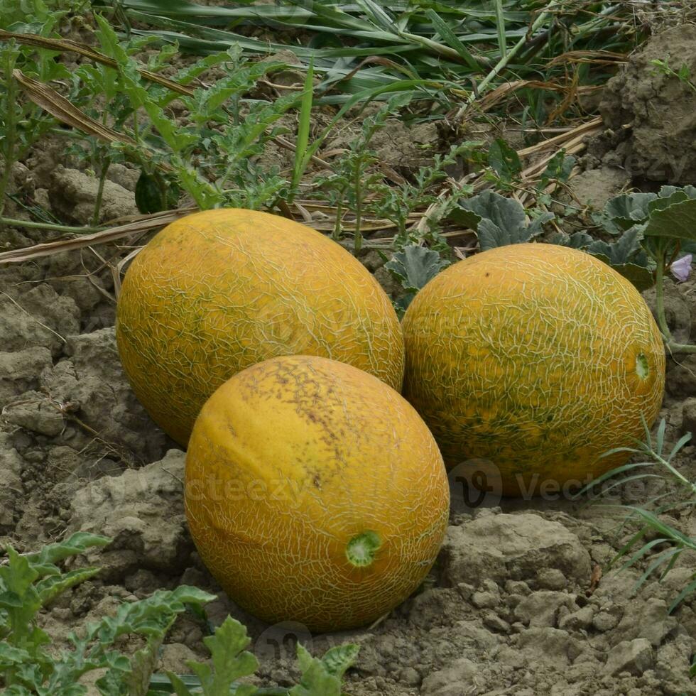 meloenen, geplukt van de tuin, leggen samen Aan de grond foto