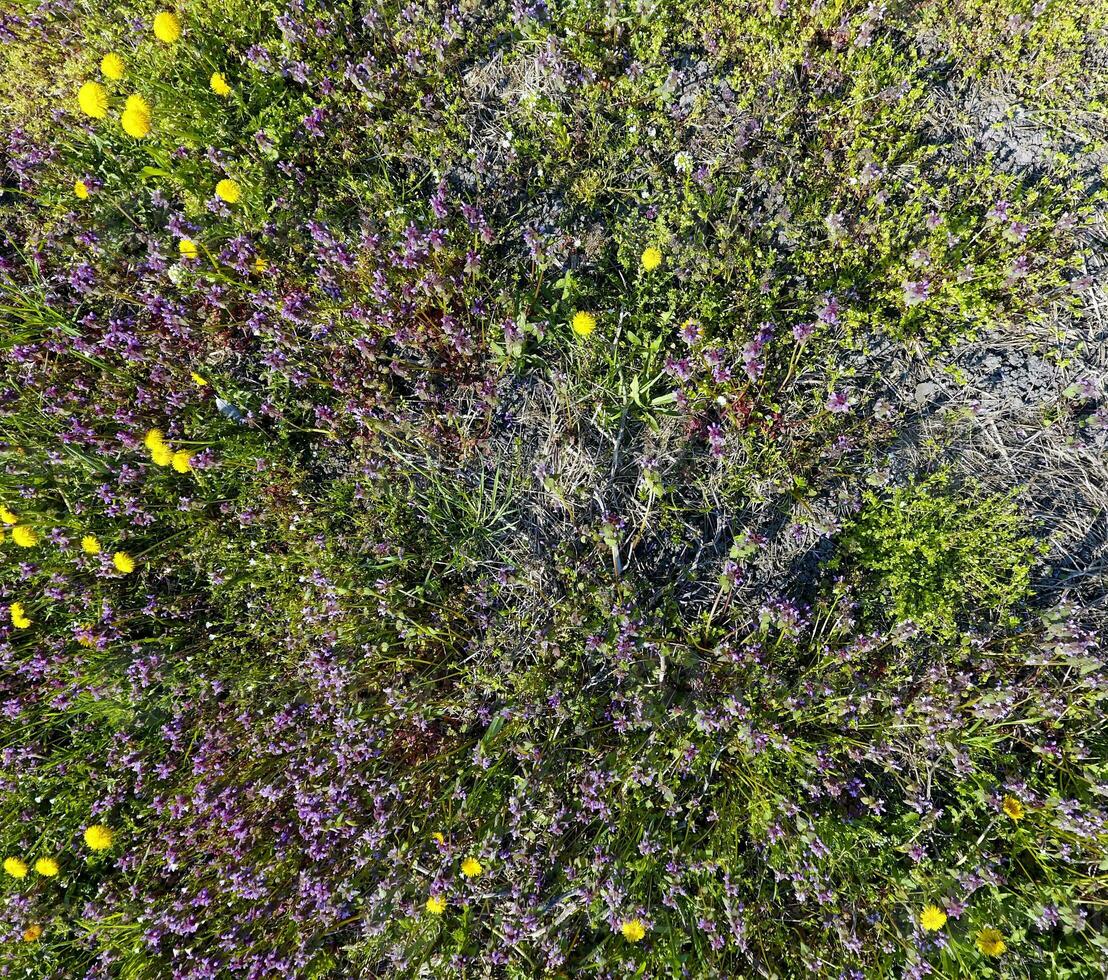 bloemen van paardebloem. lamium purpureum bloeiend in de tuin. foto