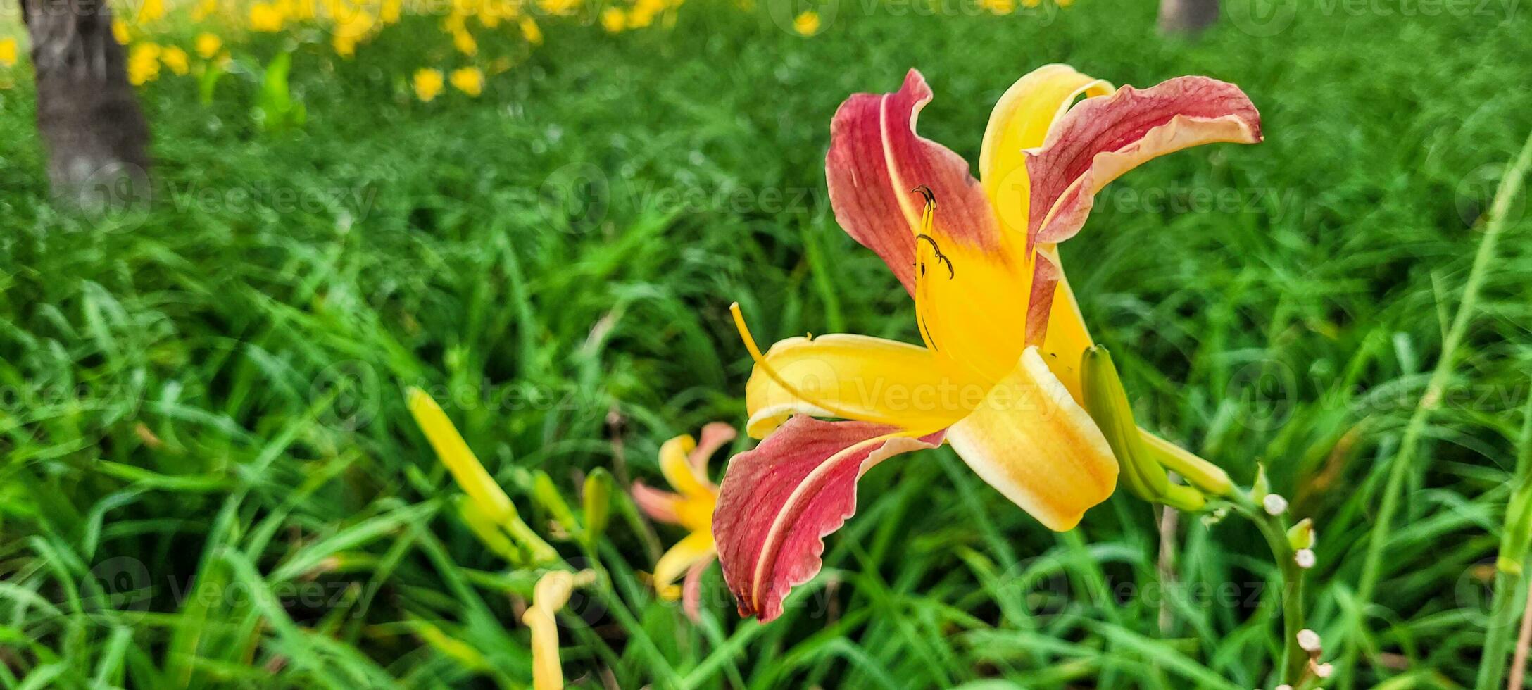 worden betoverd door de uitbundigheid van een groen tuin, waar een levendig geel bloem steelt de show. een beeld dat inspireert versheid en vitaliteit. krijgen dat tintje van natuur nu foto