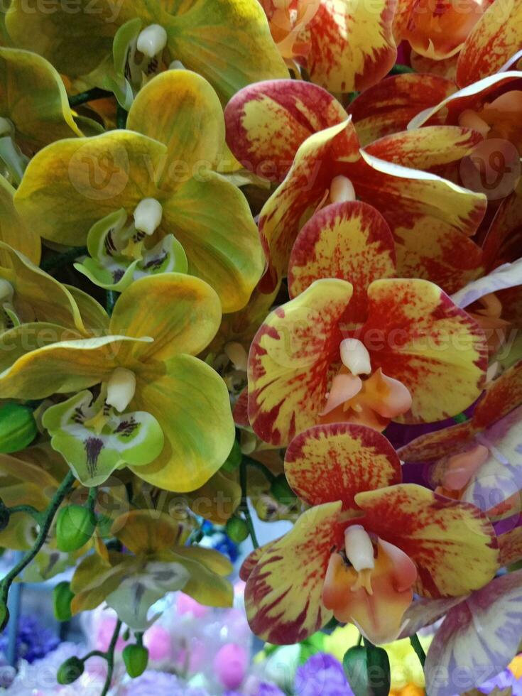 orchideeën bloem bloeiend schoonheid natuur kleurrijk zacht vervagen foto