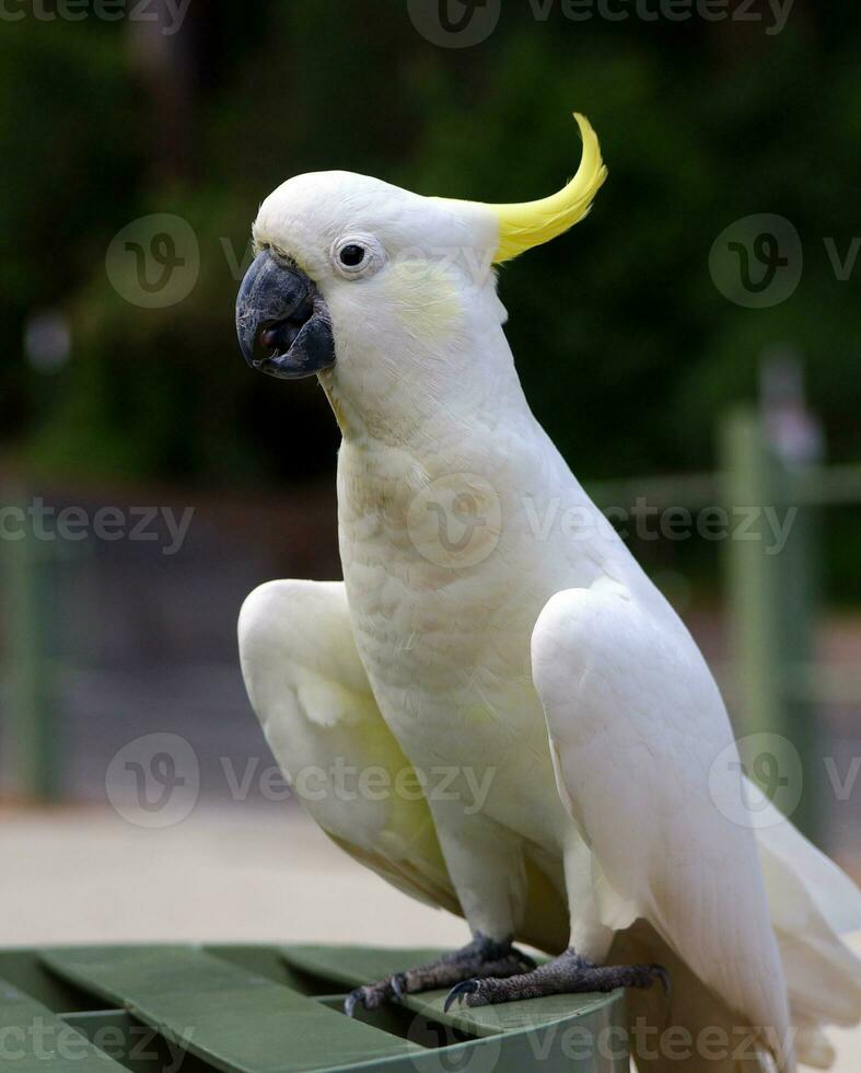 kaketoe in Australië foto