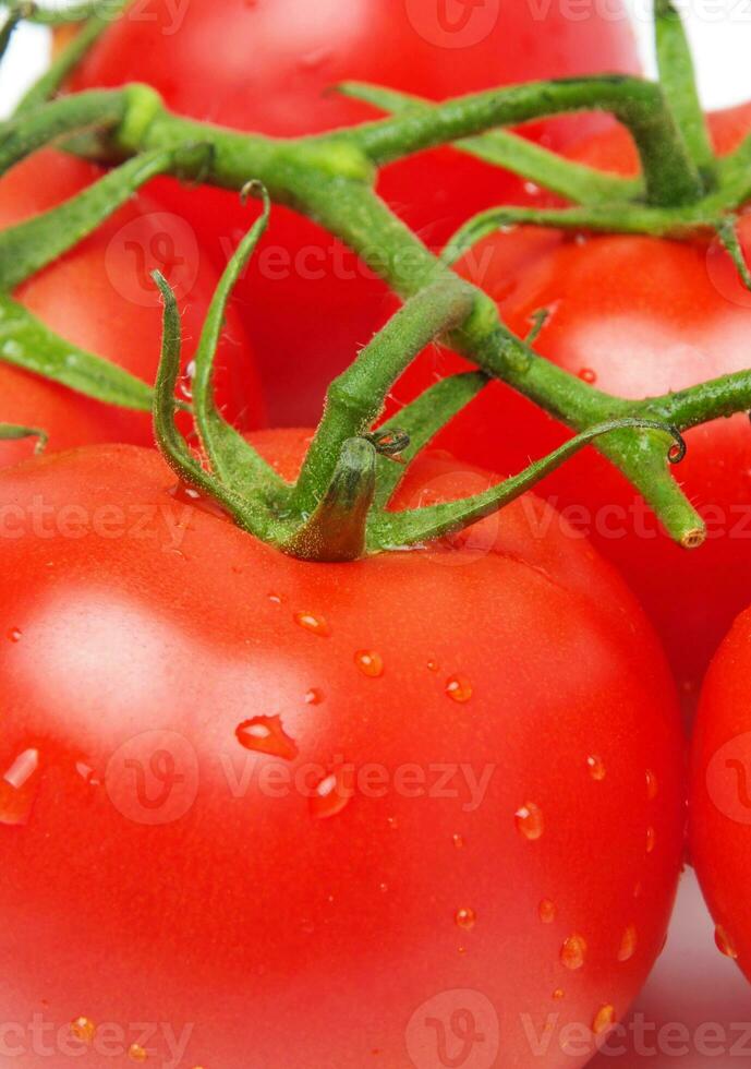 vers tomaten detailopname foto