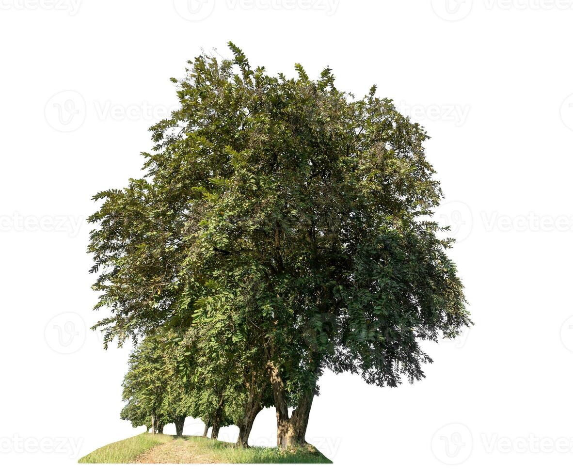 bomen geïsoleerd Aan wit achtergrond, tropisch boom. foto