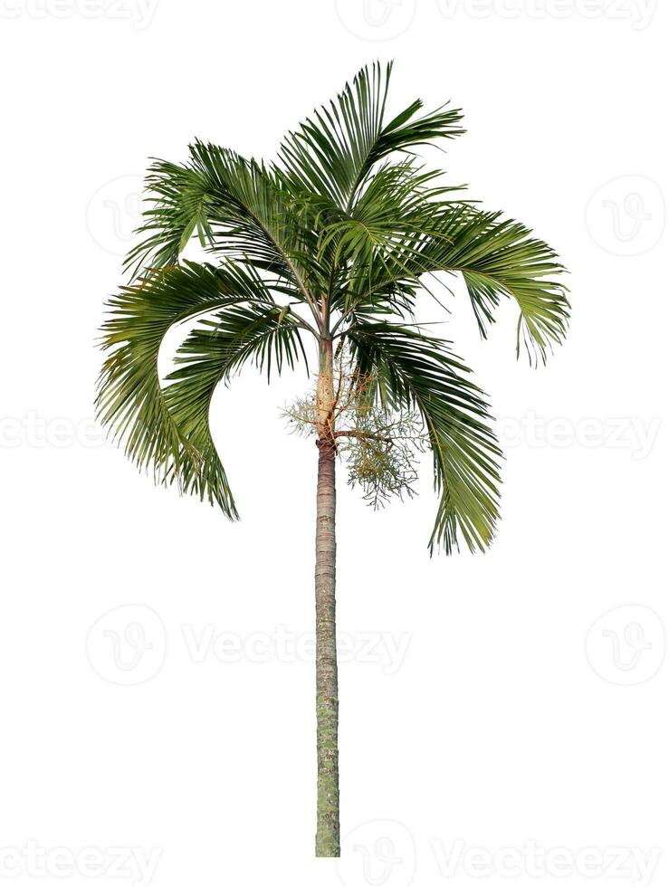 groen palm boom geïsoleerd Aan wit achtergrond met knipsel pad en alpha kanaal. foto