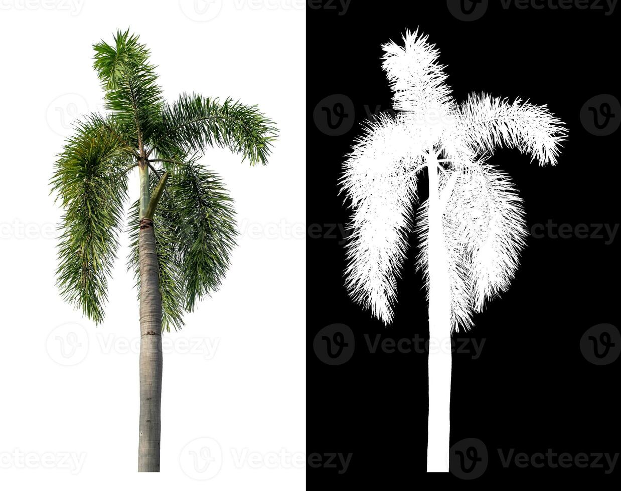 groen palm boom geïsoleerd Aan wit achtergrond met knipsel pad en alpha kanaal Aan zwart achtergrond. foto