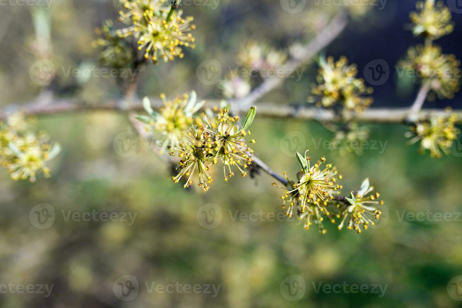 bloeiende Afdeling van een kornoeljeboom met geel bloemen in voorjaar foto
