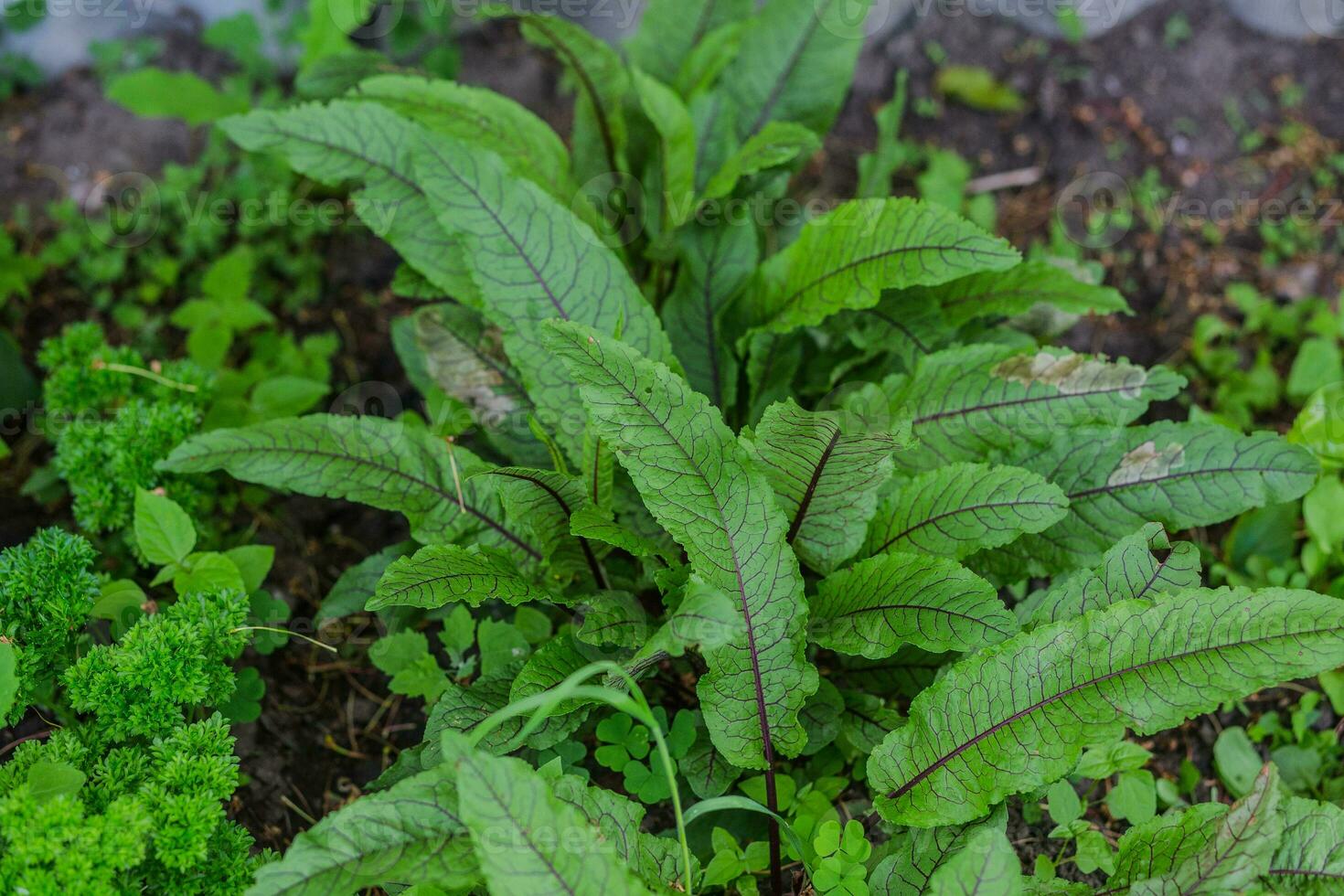 rumex optimistisch, dokken en zuring, geslacht rumex ik. groen met Purper aderen jong bladeren in een tuin in een dorp in de tuin. Niet gmo eetpatroon Product. ecologisch landbouw. foto