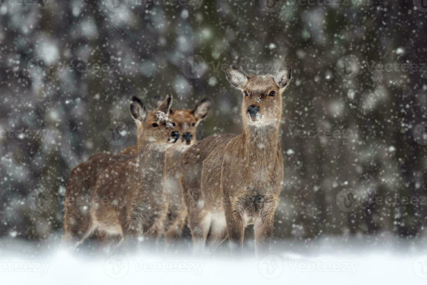 ree herten in de winter Woud met sneeuwval. dier in natuurlijk leefgebied foto