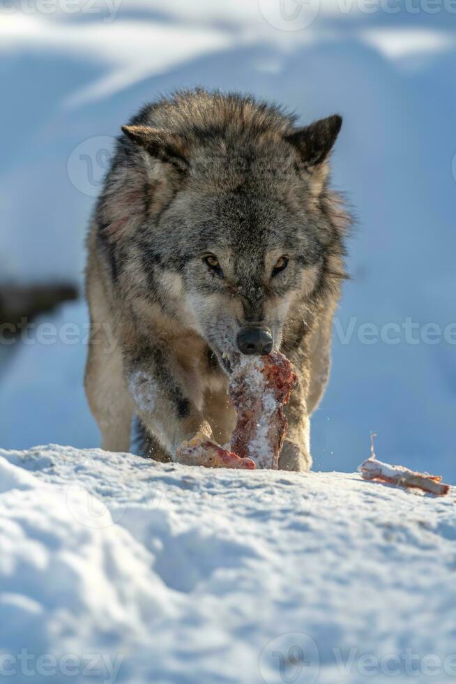 grijs wolf eten vlees in de winter Woud. wolf in de natuur leefgebied foto