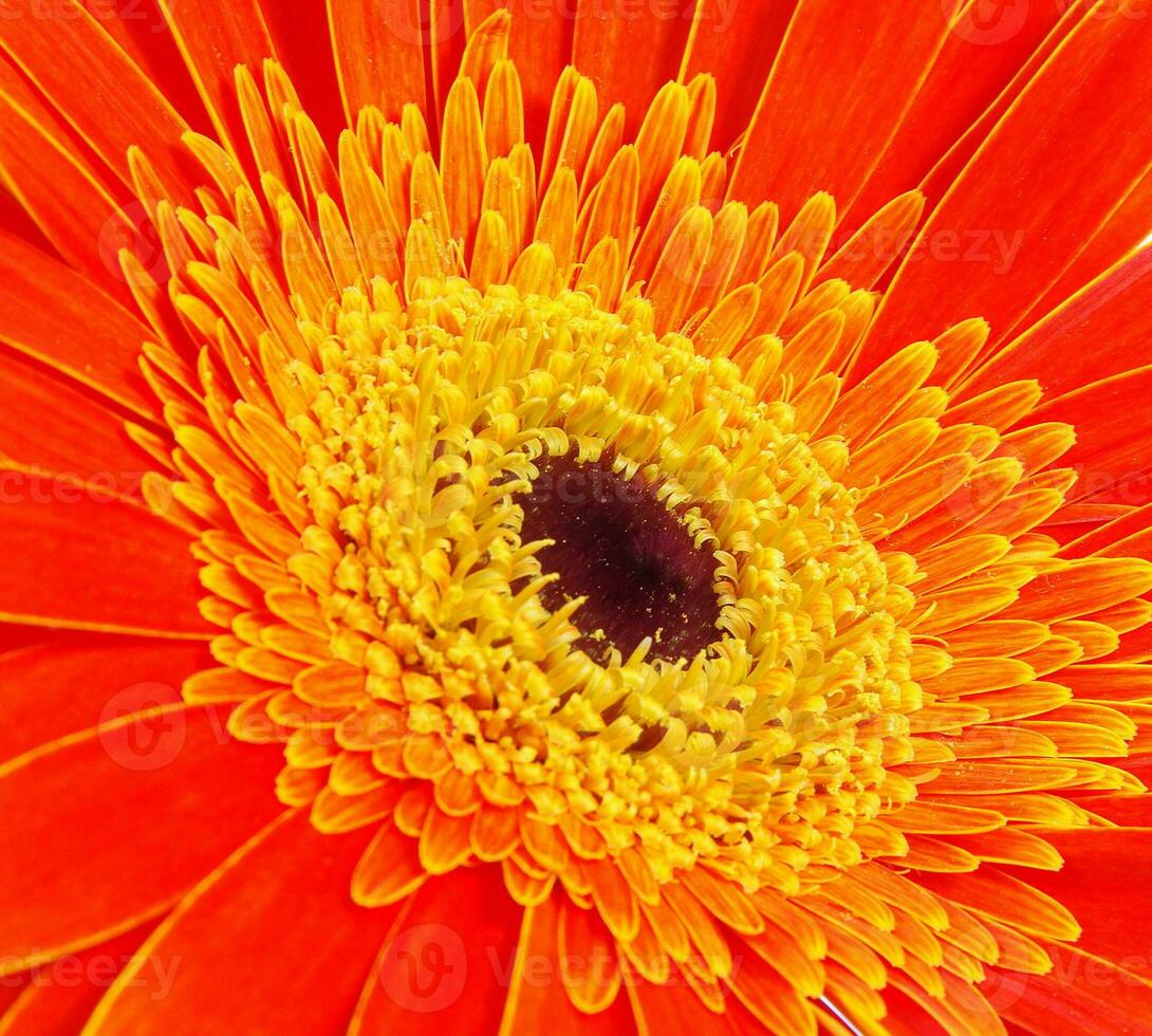 oranje bloem detailopname foto