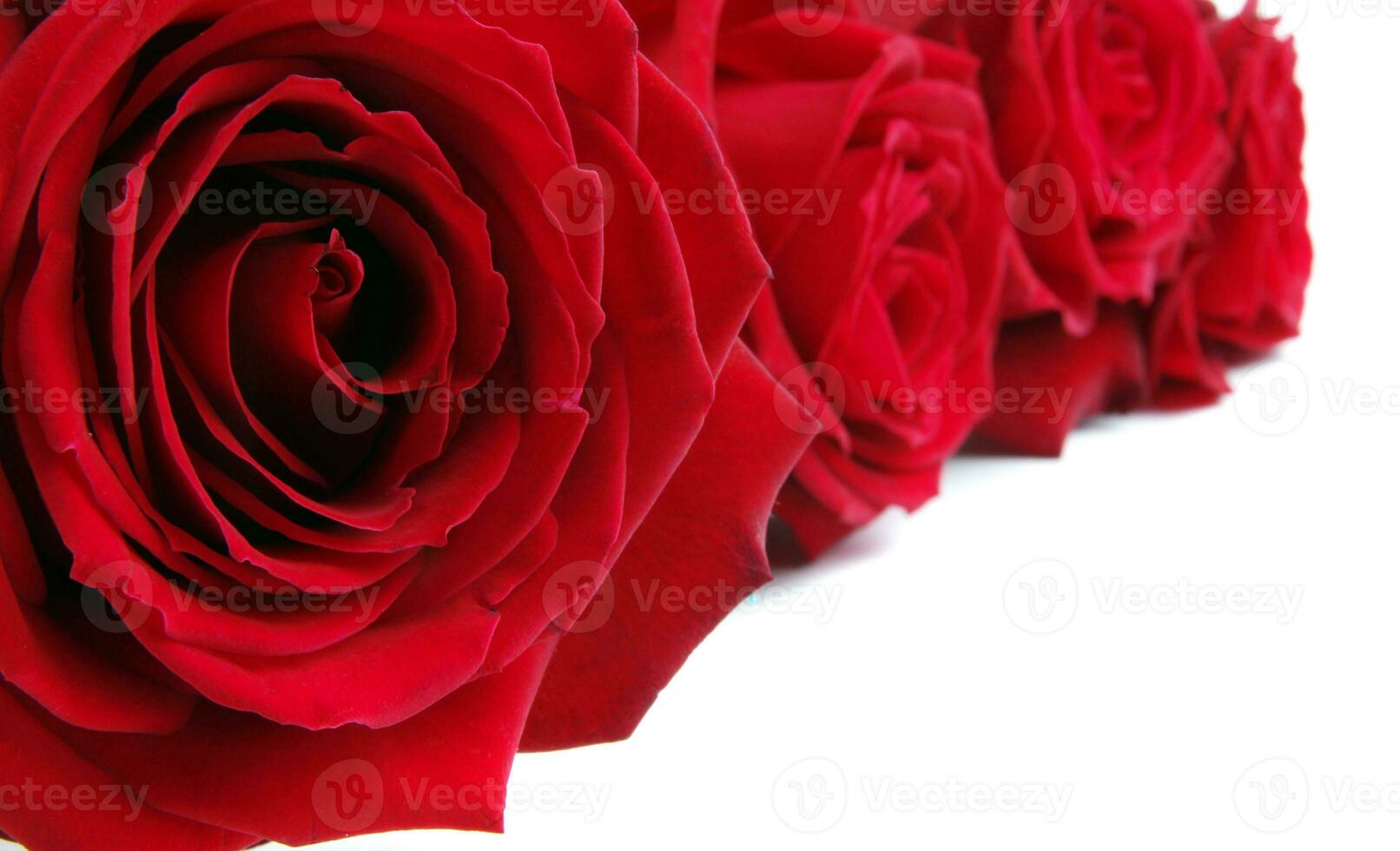 rood rozen detailopname foto