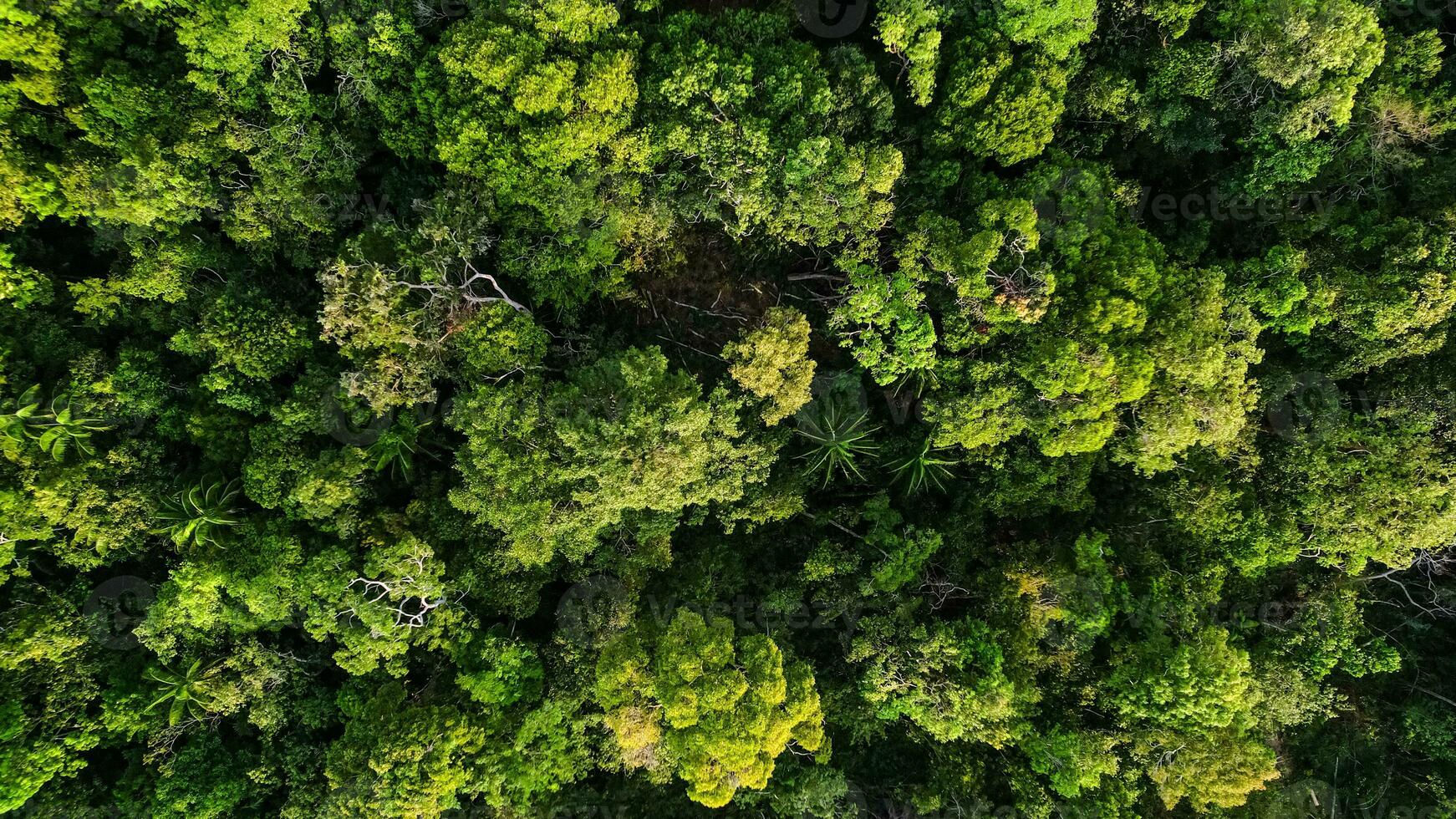 groen overkapping, antenne eerbetoon naar aarde dag foto