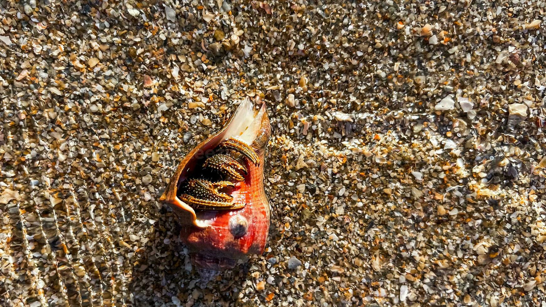 zeeschelp met zeepokken temidden van kiezelsteen kust foto