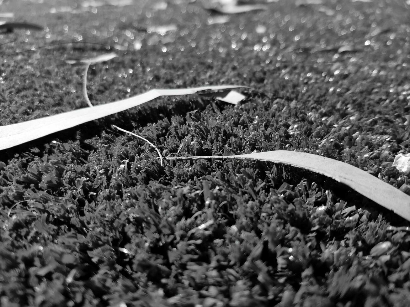 zwart en wit gras achtergrond dichtbij visie, grijswaarden gras foto