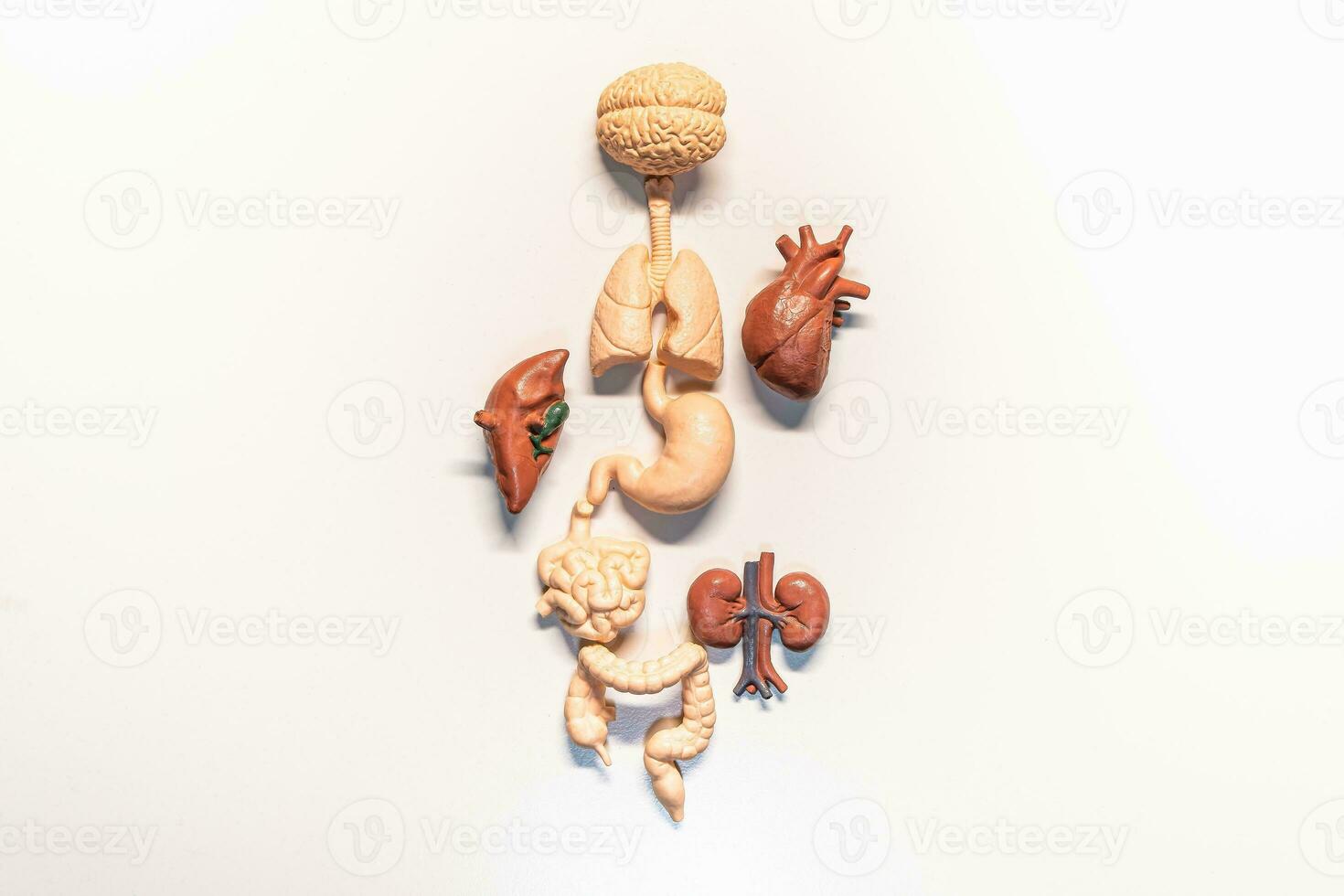 anatomie van menselijk intern organen voor gezondheidszorg concept foto