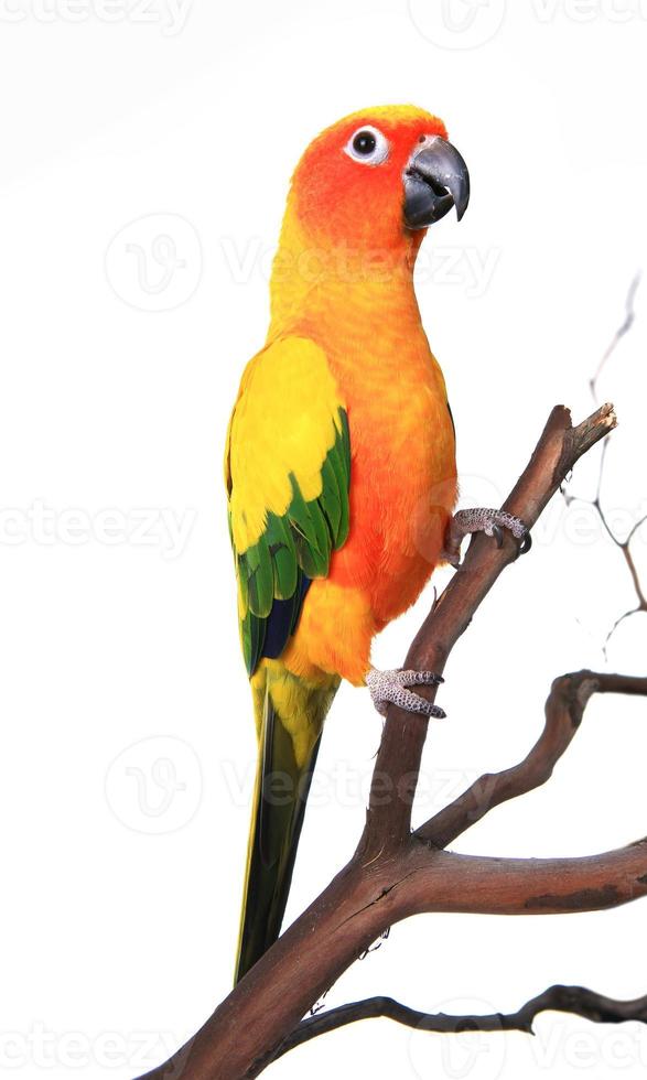 mooie zonconure vogel op een tak foto
