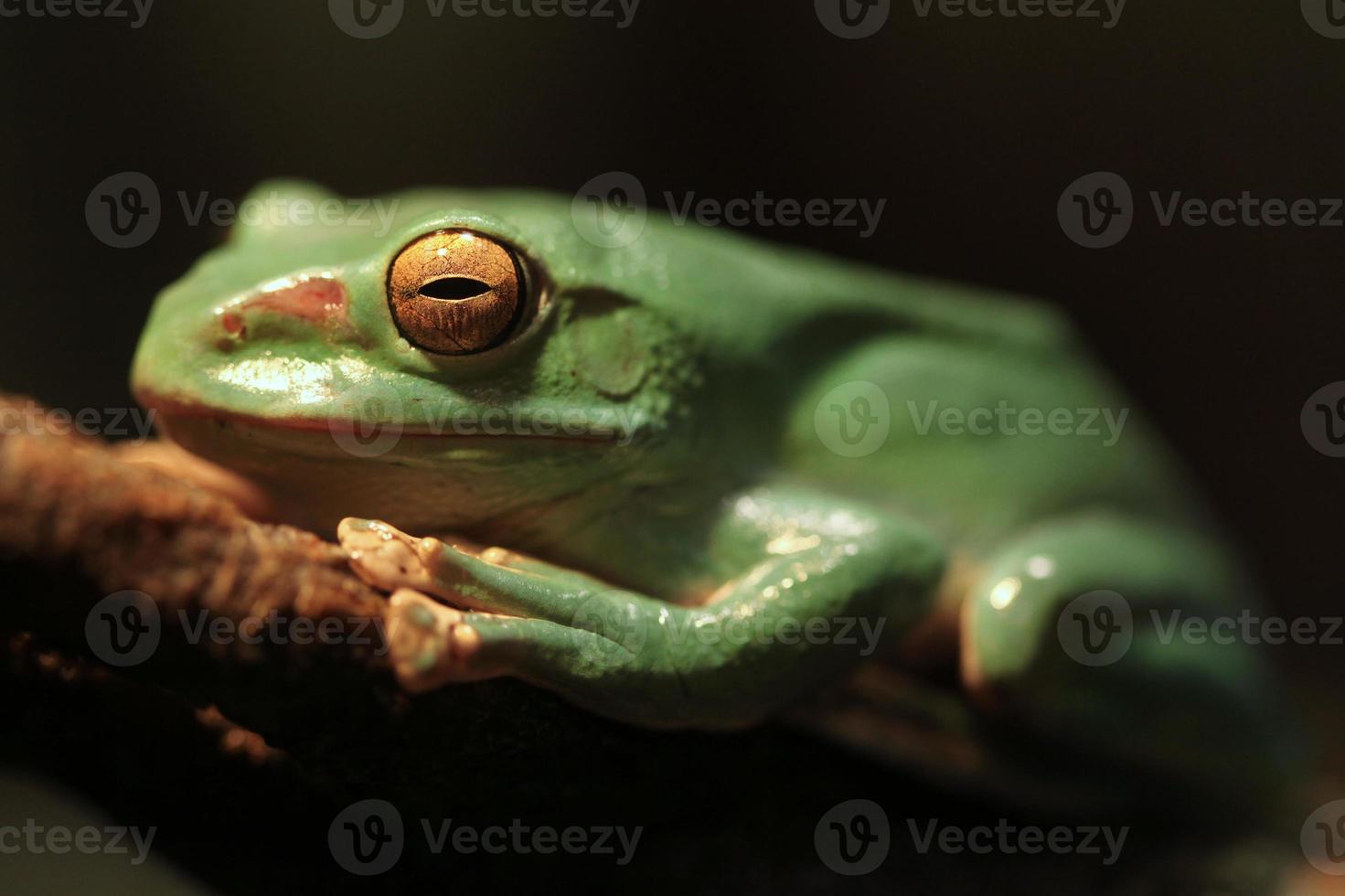 close-up van een Chinese glijdende kikker met gesloten ogen foto