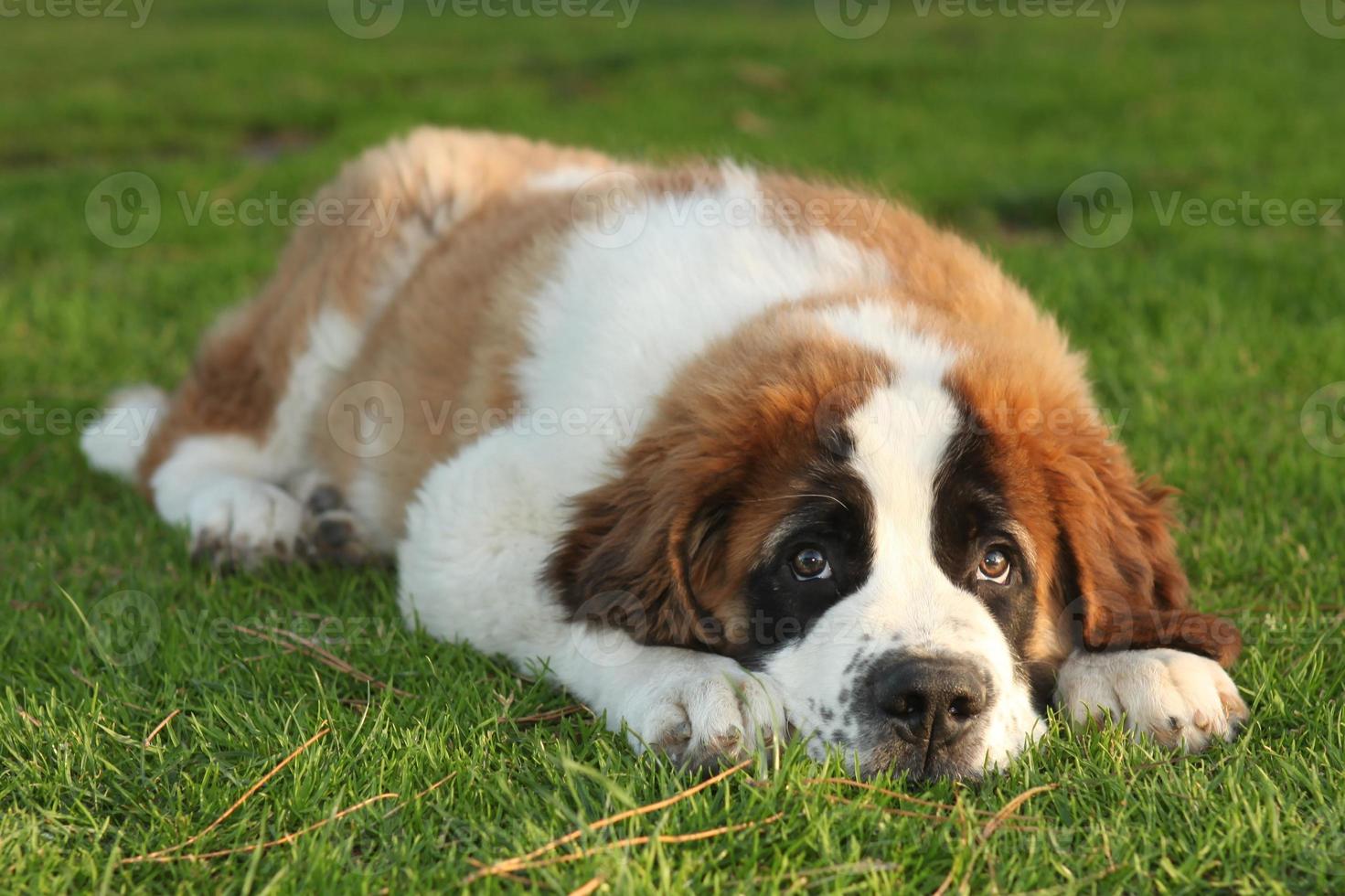 schattige sint bernard rasechte puppy foto