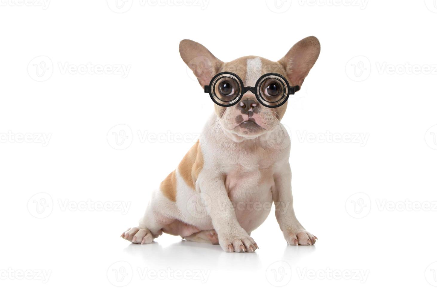 puppy hondje met schattige expressie studio opname foto